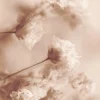 Online Dada Art Affiche fleur de coton beige l.24 x H.30 cm