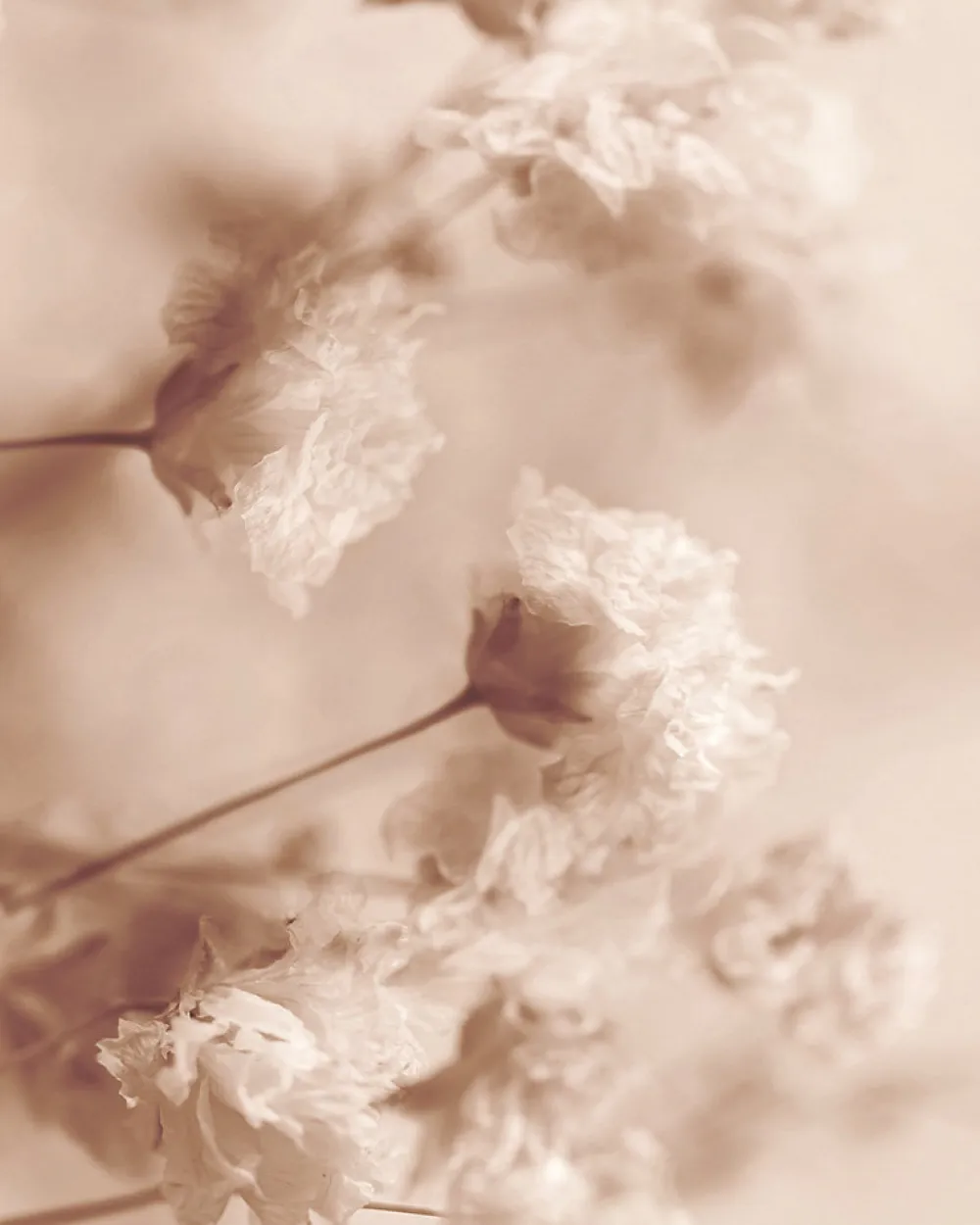 Online Dada Art Affiche fleur de coton beige l.24 x H.30 cm