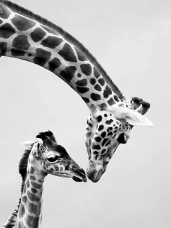 Online Dada Art Affiche girafe, animaux, savane, Afrique l.60 x H.80 cm noir et blanc