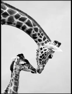 Online Dada Art Affiche girafe, animaux, savane, Afrique l.60 x H.80 cm noir et blanc