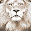 Best Dada Art Affiche portrait Lion L.40 x l.30 cm