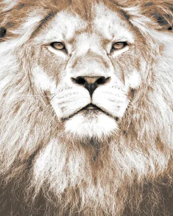 Best Dada Art Affiche portrait Lion L.40 x l.30 cm