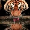 Online Dada Art Affiche tigre l.60 x H.80 cm