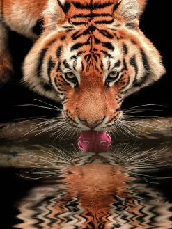 Online Dada Art Affiche tigre l.60 x H.80 cm