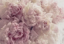 Wallarena Papier Peint Intissé Panoramique Fleurs Pivoines Rose 400x280 cm - Colle Inclus - Chambre et Salon - Moderne Trompe l'oeil* Papier Peint Panoramique