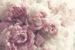 Outlet Muralo Papier Peint Photo Intissé FLEURS Pivoines Roses Pour La Chambre 450cm x 300cm