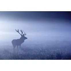 Hot Scenolia Tableau toile en kit BLUE MISTY DEER 140 x 95 cm - Toile textile sans PVC, Made in France par