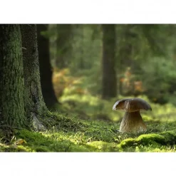 Best Scenolia Tableau toile XXL en kit Champignon Des Bois 130 x 90 cm - Toile textile sans PVC